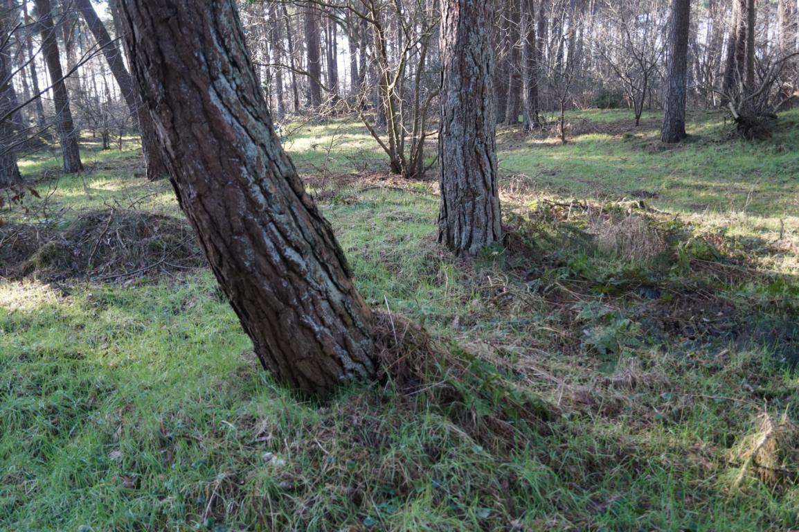 Wald: Bäume