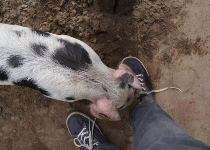 Hand & Fuß: Schwein haben