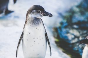 Tag des Pinguins