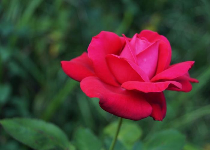 Blumen: Rose