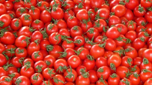 Kuriose Erfindungen: Tomatenschmerzmesser